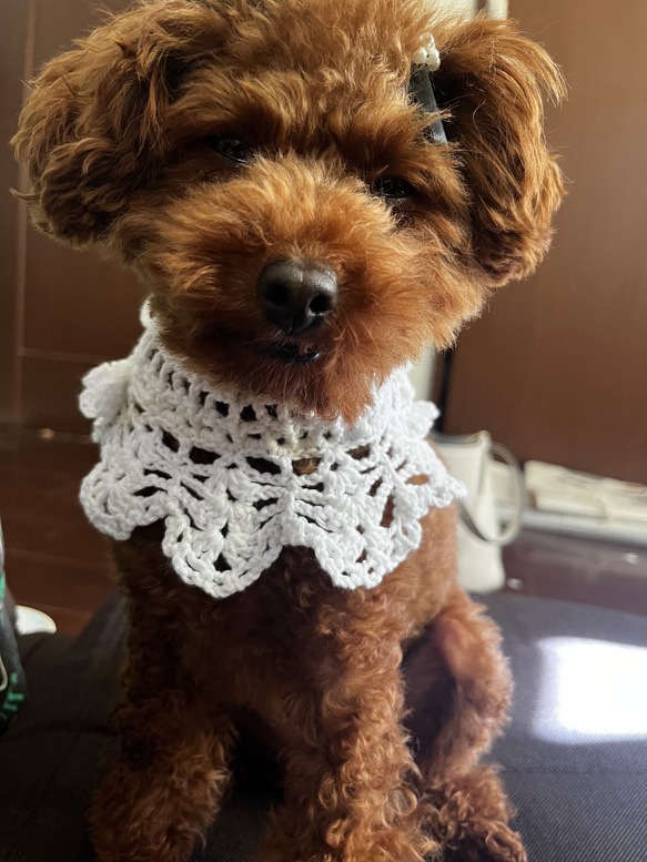 ワンちゃんのつけ襟 ペット服・アクセサリー Mayumi 通販 16740214