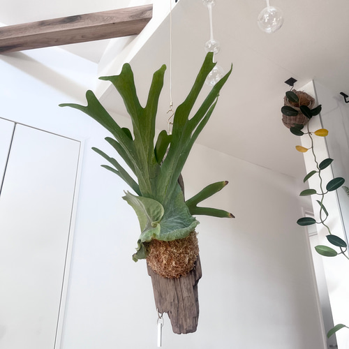 ビカクシダ コウモリラン スパーバム 流木付け 観葉植物 ハンギング