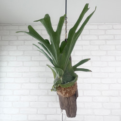 ビカクシダ コウモリラン スパーバム 流木付け 観葉植物 ハンギング