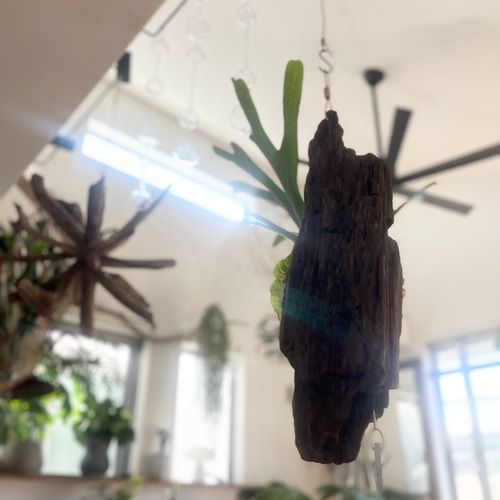 ビカクシダ コウモリラン スパーバム 流木付け 観葉植物 ハンギング