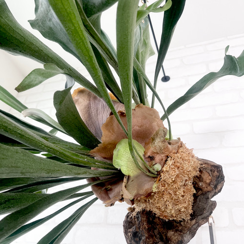 ビカクシダ コウモリラン 群生ビカクシダ流木付け 観葉植物 ハンギング