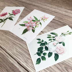 【ボタニカルアート】ポストカード3枚セット(芍薬/フクシア/デスデモーナ（ピンクのバラ）) 7枚目の画像