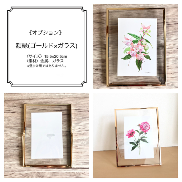 【ボタニカルアート】ポストカード3枚セット(芍薬/フクシア/デスデモーナ（ピンクのバラ）) 14枚目の画像