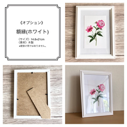 【ボタニカルアート】ポストカード3枚セット(芍薬/フクシア/デスデモーナ（ピンクのバラ）) 12枚目の画像