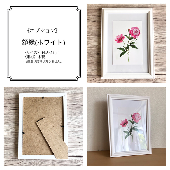 【ボタニカルアート】ポストカード3枚セット(芍薬/フクシア/デスデモーナ（ピンクのバラ）) 12枚目の画像