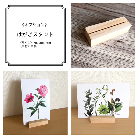 【ボタニカルアート】ポストカード3枚セット(芍薬/フクシア/デスデモーナ（ピンクのバラ）) 11枚目の画像
