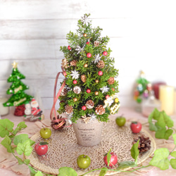 早割】喜び溢れるクリスマスリース♡ フレッシュクリスマス2024