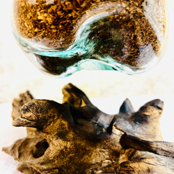 ⭐︎特別作品⭐︎ 流木ガラス コウモリラン 手作りガラス バイオチップ 虫がわかない 清潔 匂わない ハイドロカルチャー 7枚目の画像