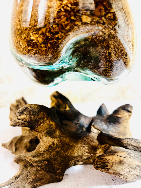 ⭐︎特別作品⭐︎ 流木ガラス コウモリラン 手作りガラス バイオチップ 虫がわかない 清潔 匂わない ハイドロカルチャー 7枚目の画像