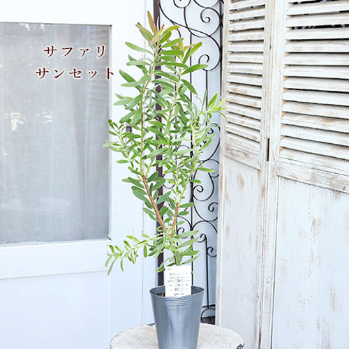 送料無料常緑苗木 リューカデンドロン 4号(12cm) 高さ60～90cm スター