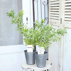 送料無料常緑苗木 リューカデンドロン 4号(12cm) 高さ60～90cm スター