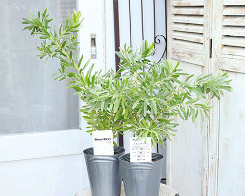 0cef1dec22b883dd3a5869a152c442