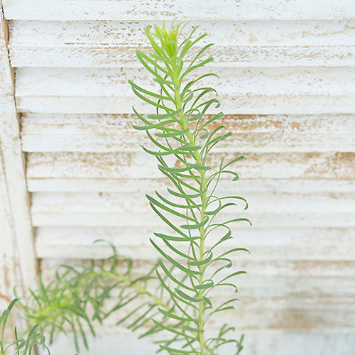 送料無料常緑苗木 リューカデンドロン 4号(12cm) 高さ60～90cm スター