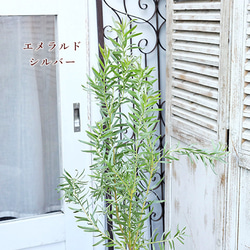 送料無料常緑苗木 リューカデンドロン 4号(12cm) 高さ60～90cm スターグリーン サファリマジック 9枚目の画像
