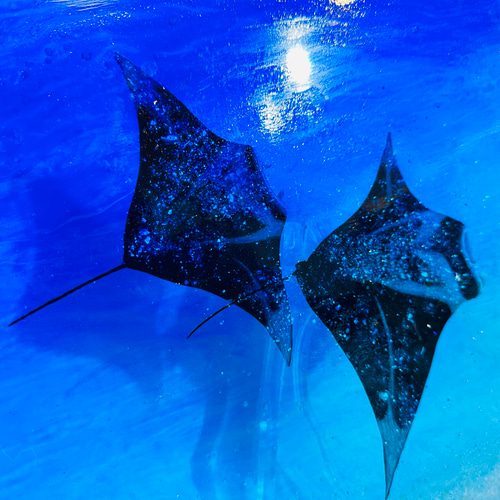 新作 壁掛けアートパネル マンタの海 オニイトマキエイ ペア ブルー