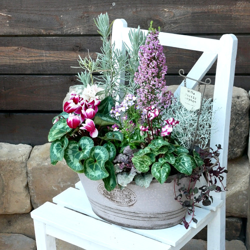 シクラメン ラベンダープラチナブロント お花たちの寄せ植え