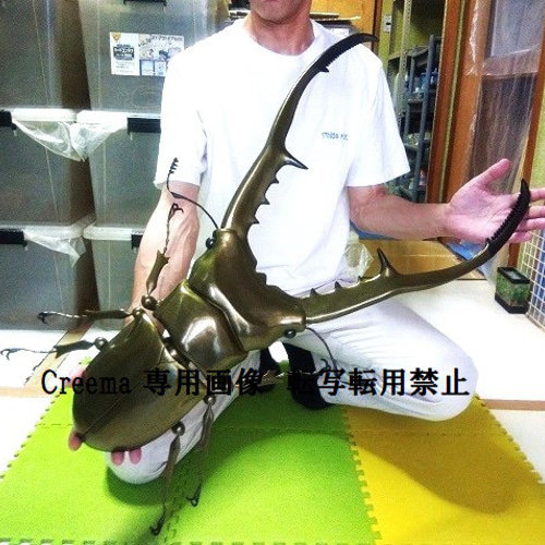 メタリフェルホソアカクワガタ 超大型 MEGA リアルフィギュア メタリフェルホソアカクワガタ 超大型 MEGA リアルフィギュア