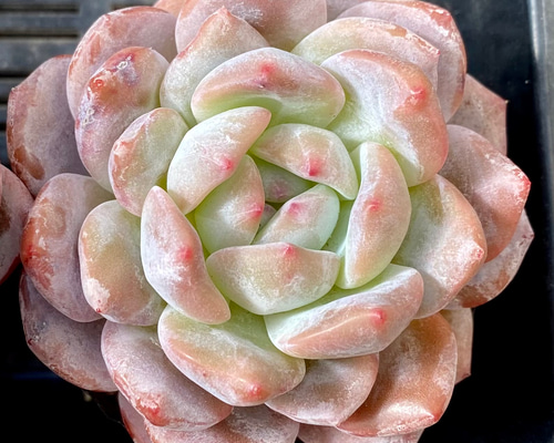 多肉植物　韓国苗　モンローＱ　大きめ　抜き苗 多肉植物 エケベリア モンローQ 韓国苗 抜き苗 カット苗 約5cm hng