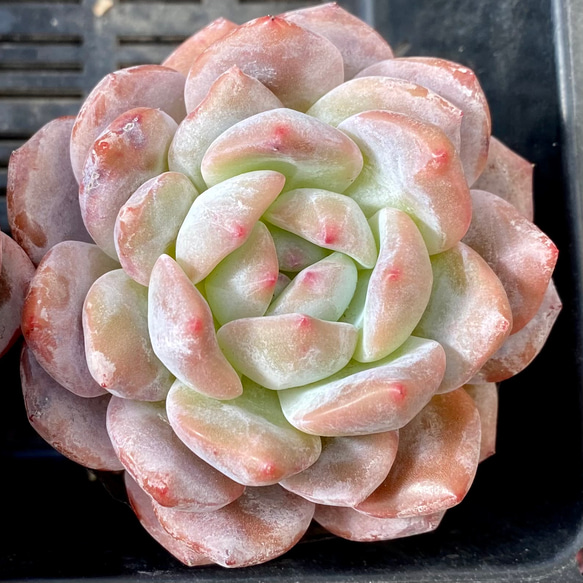 多肉植物　韓国苗　モンロー　発根済み モンロー 大株美苗 エケベリア 韓国苗 多肉植物 多肉植物 プクニク