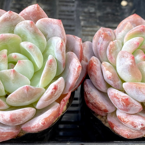 多肉植物　韓国苗　モンロー　発根済み モンロー 大株美苗 エケベリア 韓国苗 多肉植物 多肉植物 プクニク