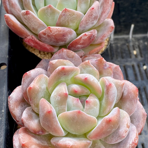 モンロー 大株美苗 エケベリア 韓国苗 多肉植物 多肉植物 プクニク