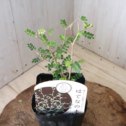  第20張的照片