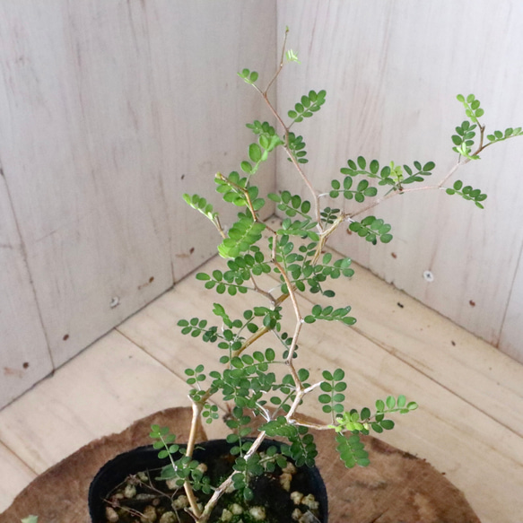  第14張的照片
