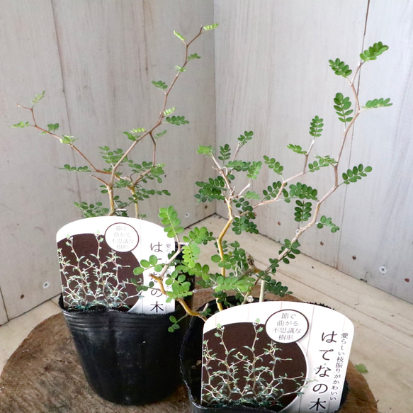  第1張的照片