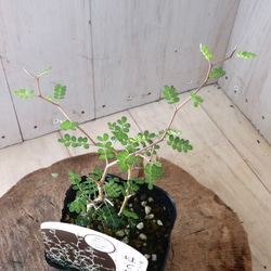  第9張的照片