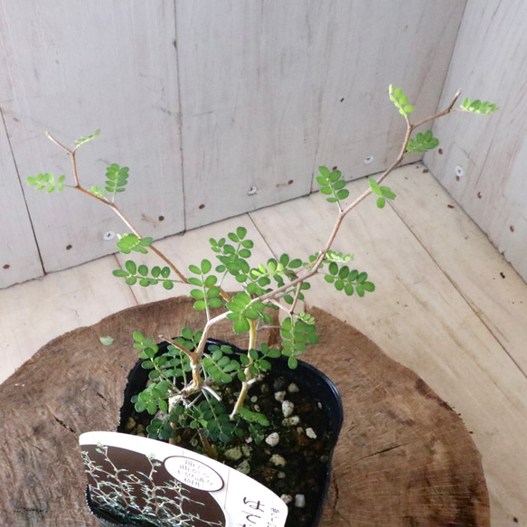  第9張的照片