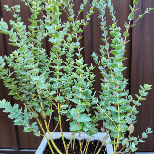 再販♡ ユーカリムーンラグーン レンガ風石膏鉢植え 観葉植物