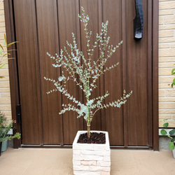 再販♡　ユーカリムーンラグーン　レンガ風石膏鉢植え　観葉植物　シンボルツリー 1枚目の画像