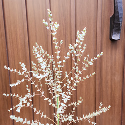 再販♡　ユーカリムーンラグーン　レンガ風石膏鉢植え　観葉植物　シンボルツリー 3枚目の画像