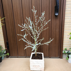 再販♡　ユーカリムーンラグーン　レンガ風石膏鉢植え　観葉植物　シンボルツリー 7枚目の画像