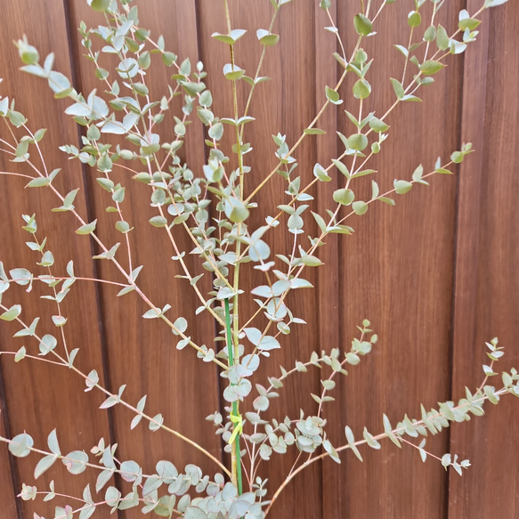 再販♡　ユーカリムーンラグーン　レンガ風石膏鉢植え　観葉植物　シンボルツリー 4枚目の画像