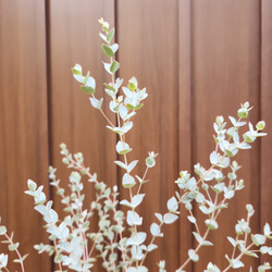 再販♡　ユーカリムーンラグーン　レンガ風石膏鉢植え　観葉植物　シンボルツリー 2枚目の画像