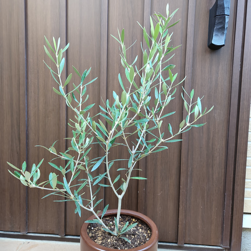オリーブの木 エルグレコ 秋色リーフ柄テラコッタ鉢植え 苗 シンボル