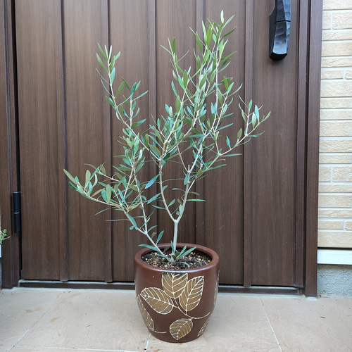 オリーブの木　エルグレコ　モダンテラコッタ鉢植え　苗　シンボルツリー