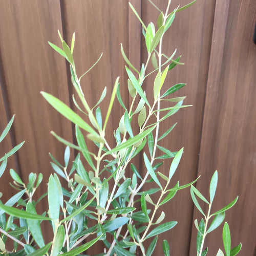 オリーブの木 エルグレコ 秋色リーフ柄テラコッタ鉢植え 苗 シンボル