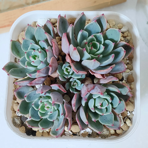 七福美尼【エケベリア 多肉植物 韓国苗 園芸 インテリア】 多肉植物