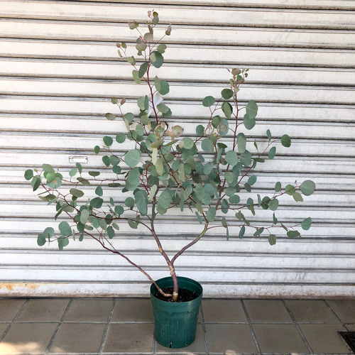 樹形抜群 幹太め ユーカリ ポポラス その他インテリア雑貨 PLANTS SHOP