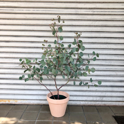 樹形抜群 幹太め ユーカリ ポポラス その他インテリア雑貨 PLANTS SHOP
