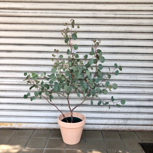 樹形抜群 幹太め ユーカリ ポポラス その他インテリア雑貨 PLANTS SHOP