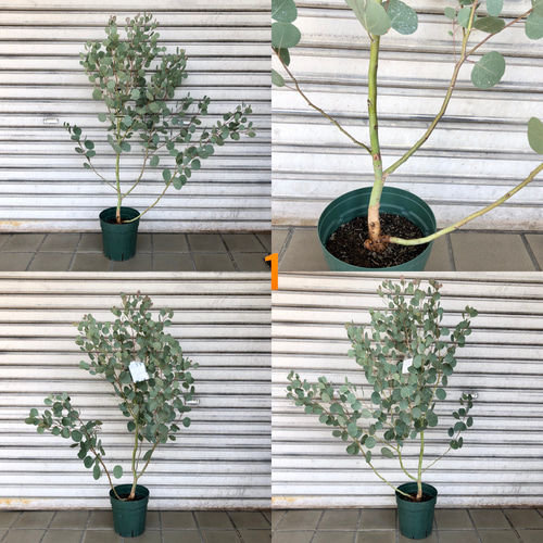 樹形抜群 幹太め ユーカリ ポポラス その他インテリア雑貨 PLANTS SHOP