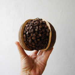 ten.：the MAMEコーヒー豆のブッダナッツ/ドライアレンジメント【受注制作】 2枚目の画像