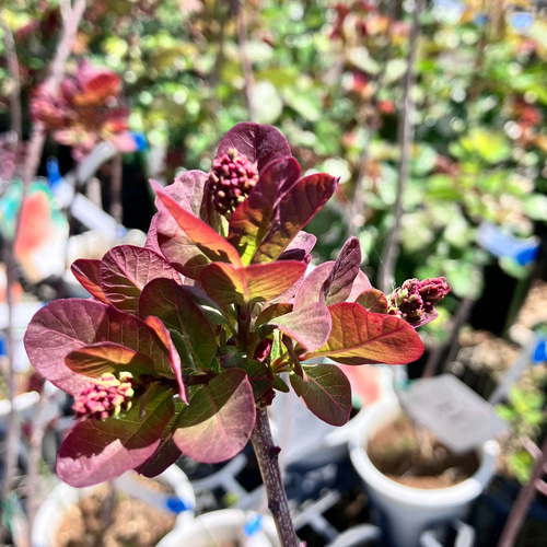 スモークツリー クイン テラコッタ鉢植え ケムリの木 苗 - 個性