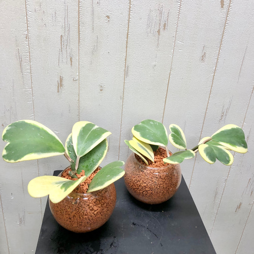 斑入り ハート大量 ハートホヤ ラブハート 多肉植物 水栽培 ハイドロ