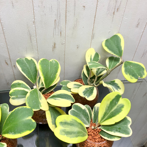 斑入り ハート大量 ハートホヤ ラブハート 多肉植物 水栽培 ハイドロ