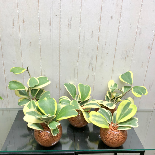 斑入り ハート大量 ハートホヤ ラブハート 多肉植物 水栽培 ハイドロ