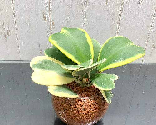 斑入り ハート大量 ハートホヤ ラブハート 多肉植物 水栽培 ハイドロ